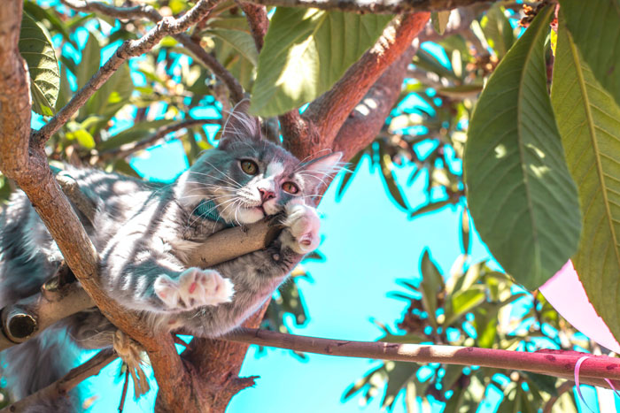 5 Ways to Safely Get Your Cat Out of a Tree Without Stressing 5 Ways to Safely Get Your Cat Out of a Tree Without Stressing