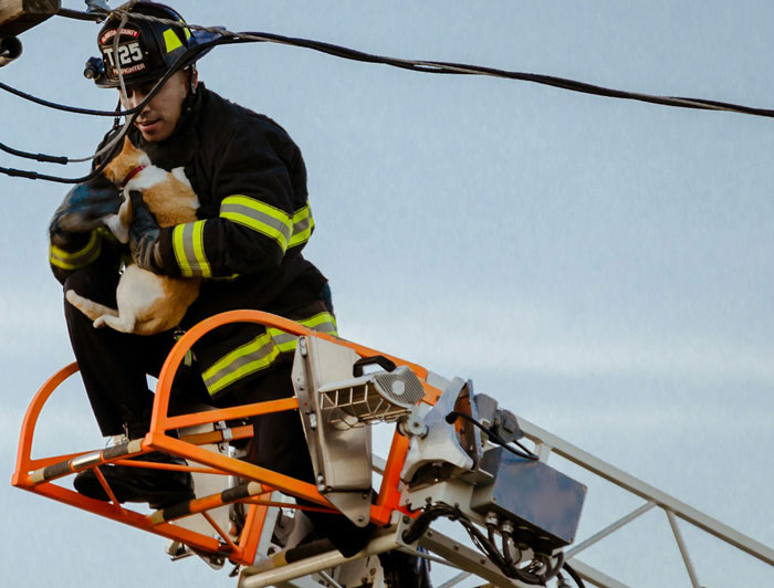 5 Ways to Safely Get Your Cat Out of a Tree Without Stressing 5 Ways to Safely Get Your Cat Out of a Tree Without Stressing
