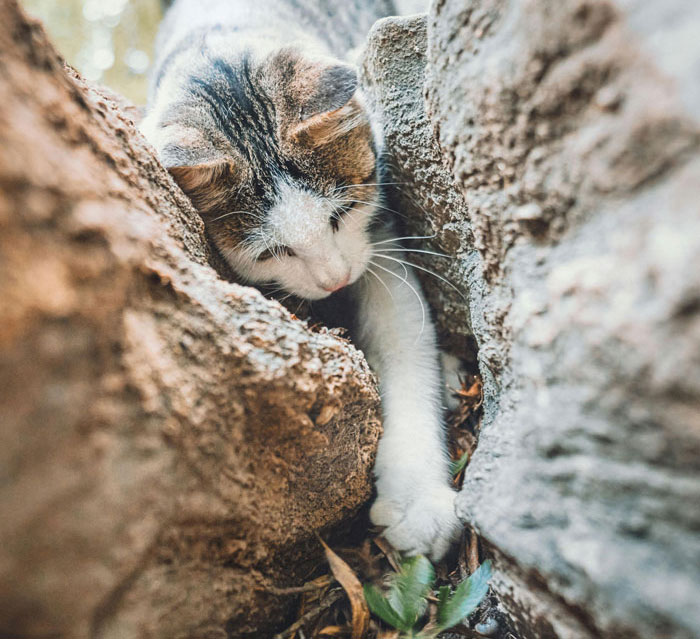 5 Ways to Safely Get Your Cat Out of a Tree Without Stressing 5 Ways to Safely Get Your Cat Out of a Tree Without Stressing