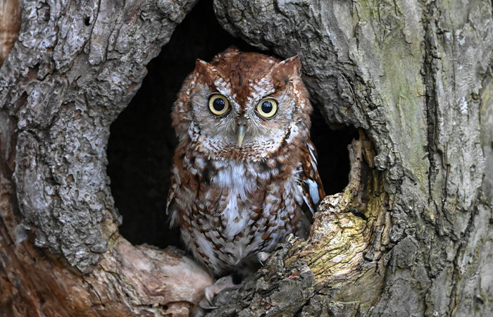 This Owl Didn’t Give A “Hoot”: Owl Rescued From Connecticut Home After Hiding Among Board Games This Owl Didn’t Give A “Hoot”: Owl Rescued From Connecticut Home After Hiding Among Board Games