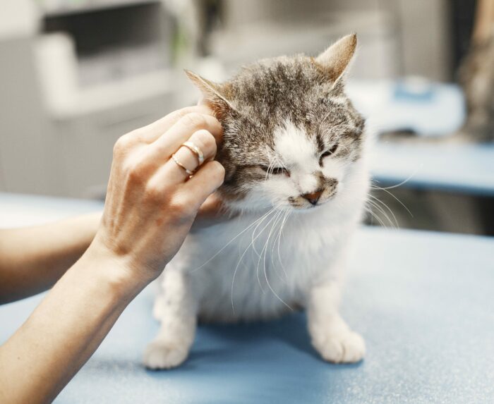 Cat&#8217;s Ears Are Hot: A Guide to Ear Infections and Pet Health