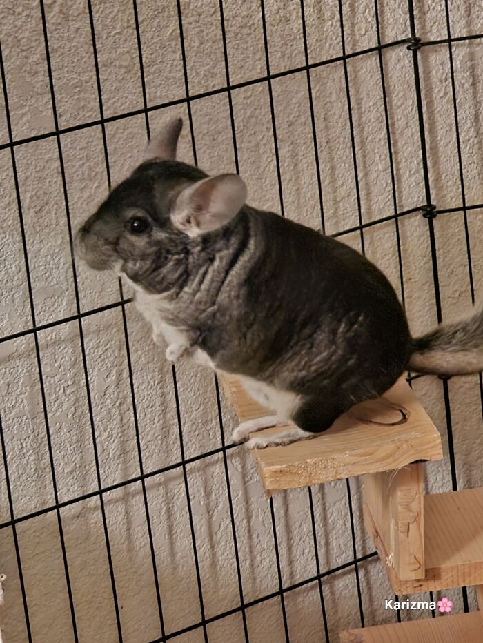 Hey Pandas, Share A Picture Of Your Exotic Or Uncommon Pets Hey Pandas, Share A Picture Of Your Exotic Or Uncommon Pets