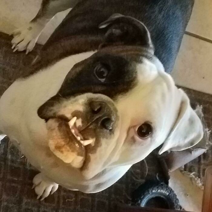 Hey Pandas, Share A Pic Of Your Pet Looking Like A Goblin Hey Pandas, Share A Pic Of Your Pet Looking Like A Goblin