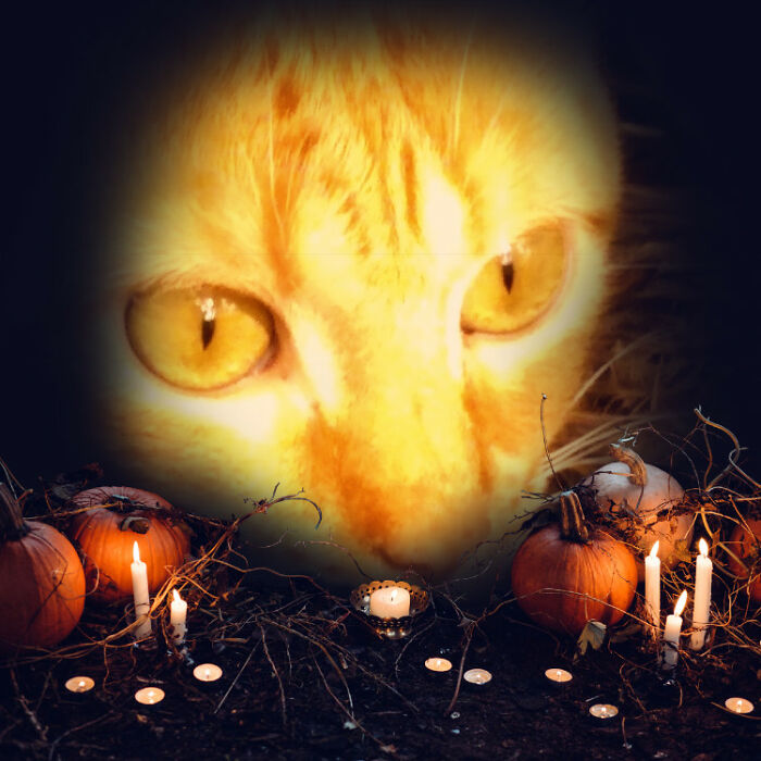 Hey Pandas, Share A Pic Of Your Pet Looking Like A Goblin Hey Pandas, Share A Pic Of Your Pet Looking Like A Goblin