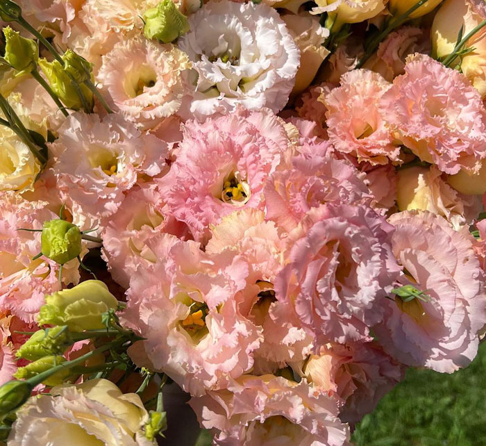 Roses In Disguise: How To Grow And Care For Lisianthus