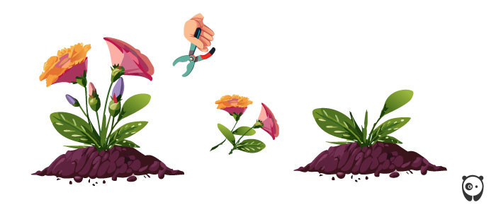 Roses In Disguise: How To Grow And Care For Lisianthus