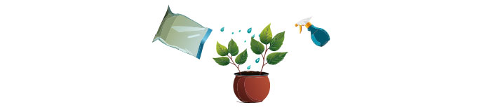 Roses In Disguise: How To Grow And Care For Lisianthus