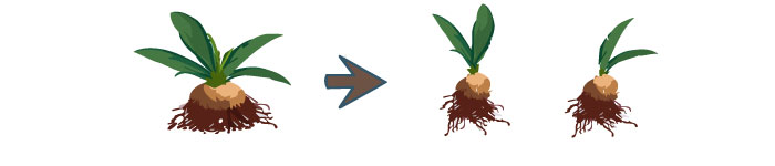 Roses In Disguise: How To Grow And Care For Lisianthus