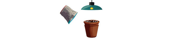 Roses In Disguise: How To Grow And Care For Lisianthus