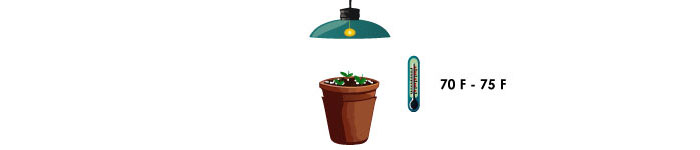 Roses In Disguise: How To Grow And Care For Lisianthus