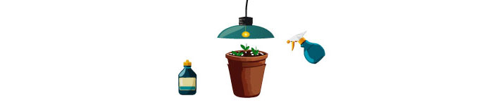 Roses In Disguise: How To Grow And Care For Lisianthus