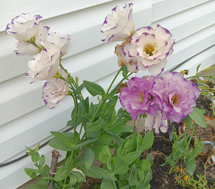 Roses In Disguise: How To Grow And Care For Lisianthus