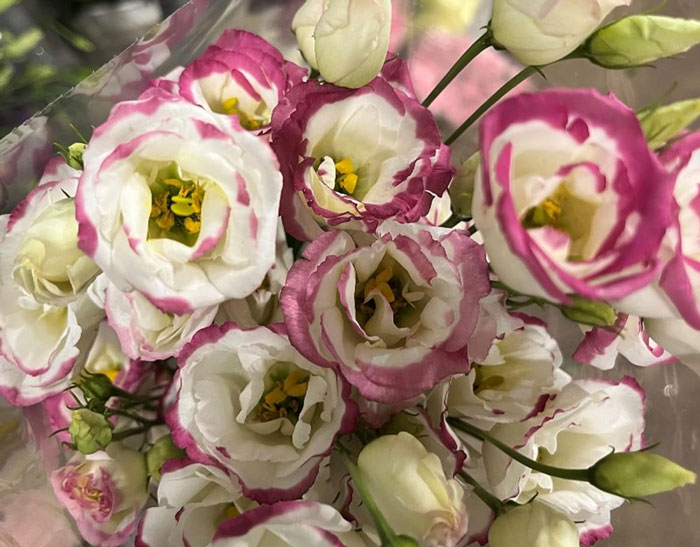 Roses In Disguise: How To Grow And Care For Lisianthus