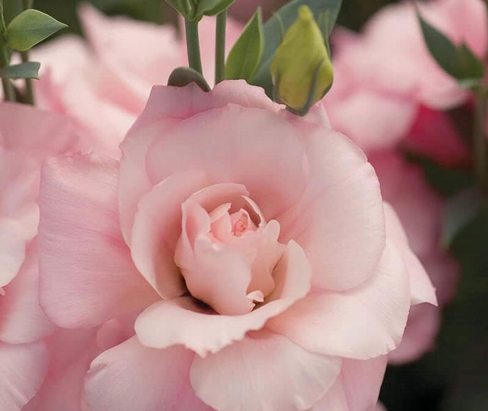 Roses In Disguise: How To Grow And Care For Lisianthus