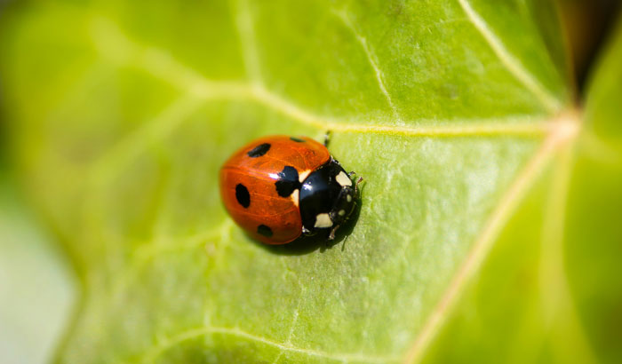 Asian Beetle vs Ladybug: Which Is Invasive? (And How To Get Rid Of It) Asian Beetle vs Ladybug: Which Is Invasive? (And How To Get Rid Of It)
