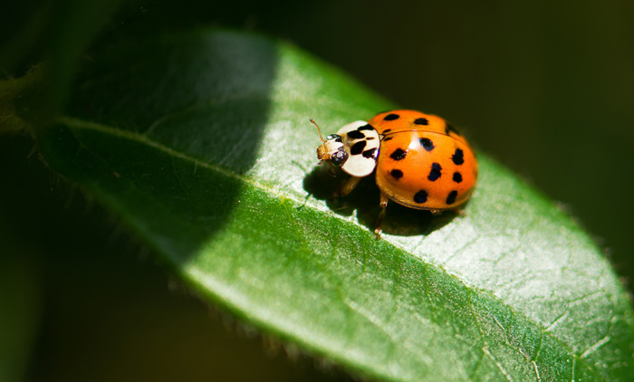 Asian Beetle vs Ladybug: Which Is Invasive? (And How To Get Rid Of It) Asian Beetle vs Ladybug: Which Is Invasive? (And How To Get Rid Of It)