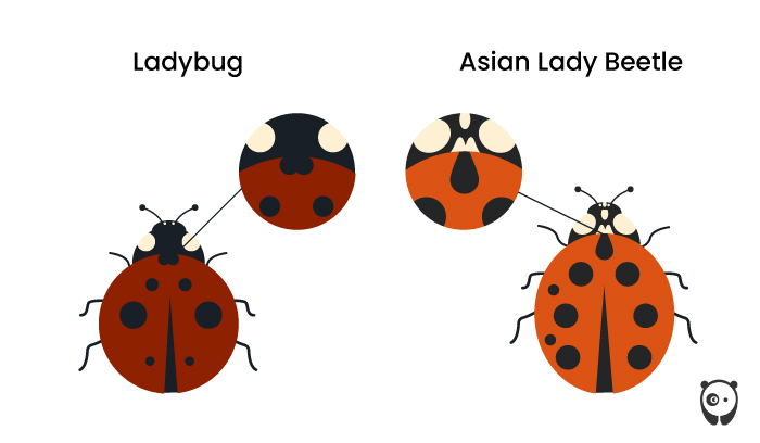 Asian Beetle vs Ladybug: Which Is Invasive? (And How To Get Rid Of It) Asian Beetle vs Ladybug: Which Is Invasive? (And How To Get Rid Of It)