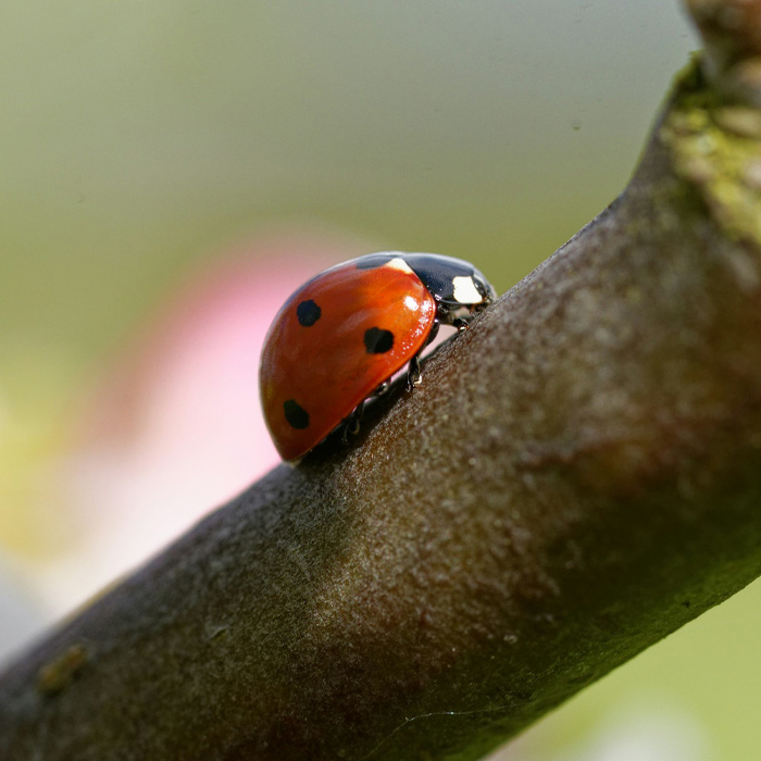 Asian Beetle vs Ladybug: Which Is Invasive? (And How To Get Rid Of It) Asian Beetle vs Ladybug: Which Is Invasive? (And How To Get Rid Of It)