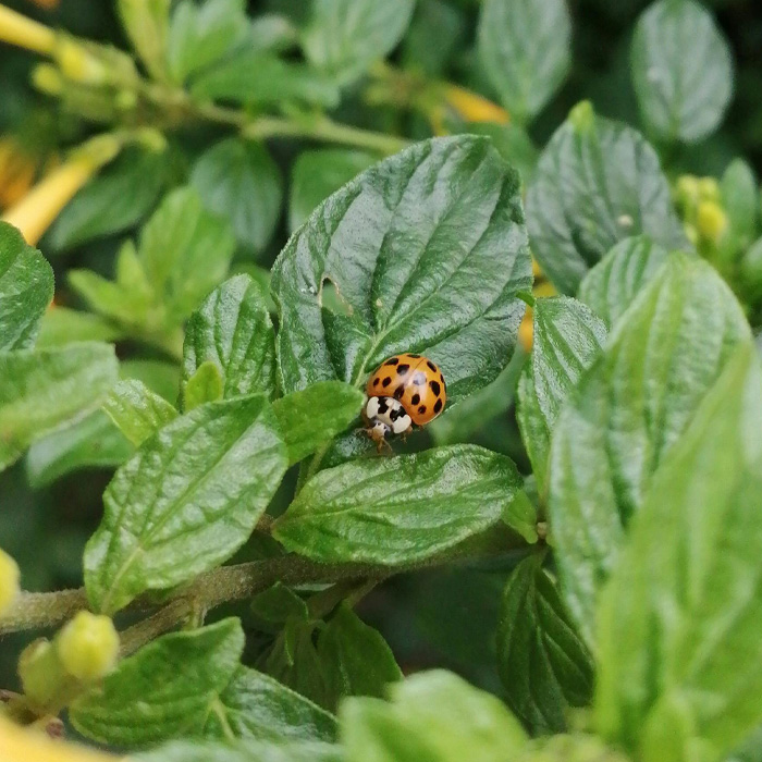 Asian Beetle vs Ladybug: Which Is Invasive? (And How To Get Rid Of It) Asian Beetle vs Ladybug: Which Is Invasive? (And How To Get Rid Of It)