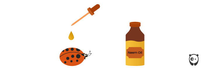 Asian Beetle vs Ladybug: Which Is Invasive? (And How To Get Rid Of It) Asian Beetle vs Ladybug: Which Is Invasive? (And How To Get Rid Of It)