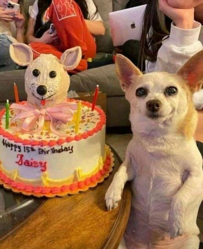 50 Pictures Of Pets Being Incredibly Silly To Make You Laugh 50 Pictures Of Pets Being Incredibly Silly To Make You Laugh