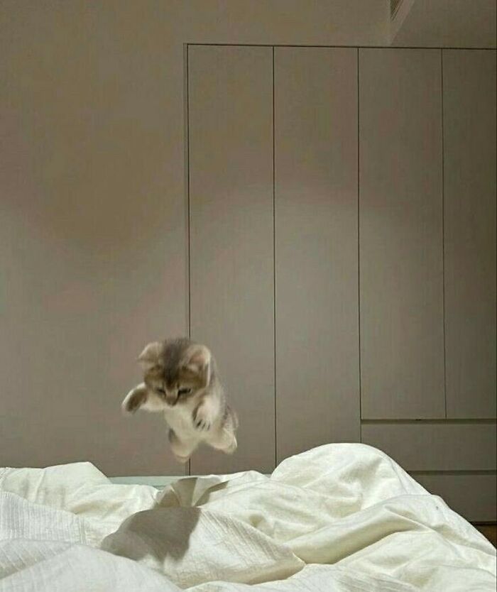 50 Pictures Of Pets Being Incredibly Silly To Make You Laugh 50 Pictures Of Pets Being Incredibly Silly To Make You Laugh