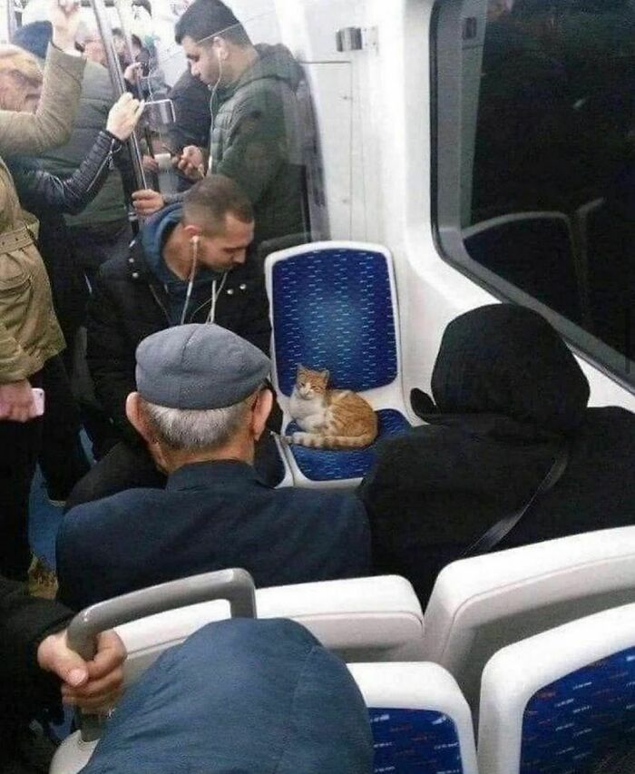 50 Pictures Of Pets Being Incredibly Silly To Make You Laugh 50 Pictures Of Pets Being Incredibly Silly To Make You Laugh