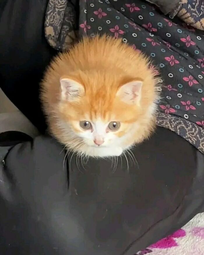 50 Pictures Of Pets Being Incredibly Silly To Make You Laugh 50 Pictures Of Pets Being Incredibly Silly To Make You Laugh