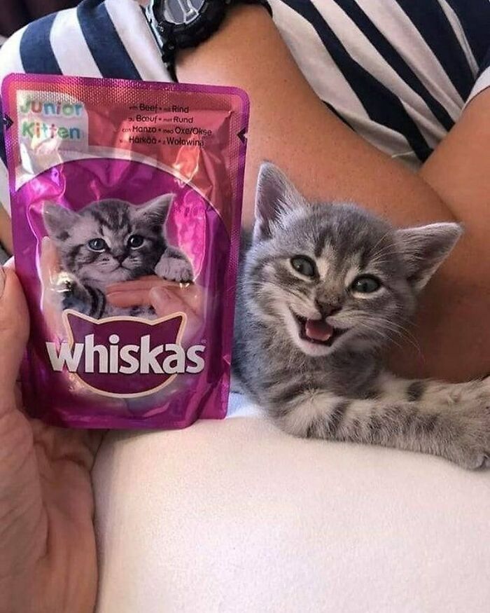 50 Pictures Of Pets Being Incredibly Silly To Make You Laugh 50 Pictures Of Pets Being Incredibly Silly To Make You Laugh