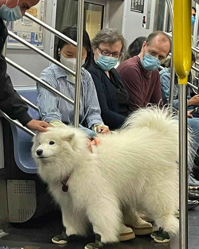 50 Pictures Of Pets Being Incredibly Silly To Make You Laugh 50 Pictures Of Pets Being Incredibly Silly To Make You Laugh