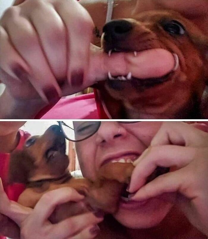 50 Pictures Of Pets Being Incredibly Silly To Make You Laugh 50 Pictures Of Pets Being Incredibly Silly To Make You Laugh
