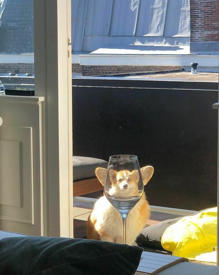 50 Pictures Of Pets Being Incredibly Silly To Make You Laugh 50 Pictures Of Pets Being Incredibly Silly To Make You Laugh