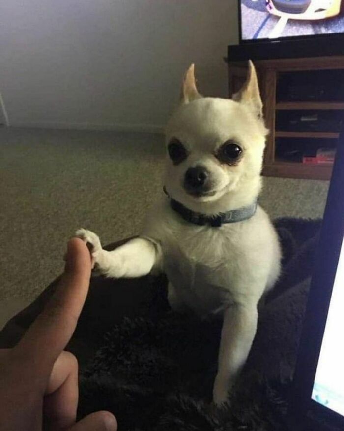 50 Pictures Of Pets Being Incredibly Silly To Make You Laugh 50 Pictures Of Pets Being Incredibly Silly To Make You Laugh