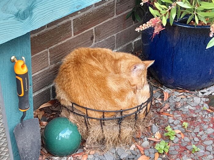 50 Pictures Of Pets Being Incredibly Silly To Make You Laugh 50 Pictures Of Pets Being Incredibly Silly To Make You Laugh