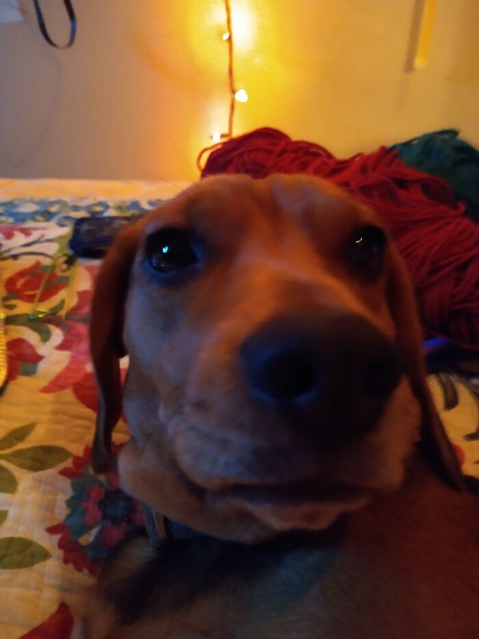 50 Pictures Of Pets Being Incredibly Silly To Make You Laugh 50 Pictures Of Pets Being Incredibly Silly To Make You Laugh