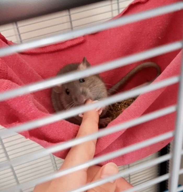 50 Pictures Of Pets Being Incredibly Silly To Make You Laugh 50 Pictures Of Pets Being Incredibly Silly To Make You Laugh