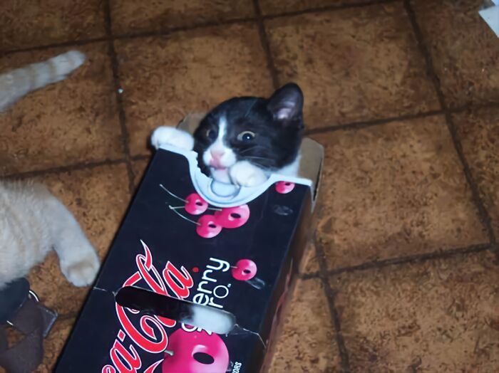 50 Pictures Of Pets Being Incredibly Silly To Make You Laugh 50 Pictures Of Pets Being Incredibly Silly To Make You Laugh