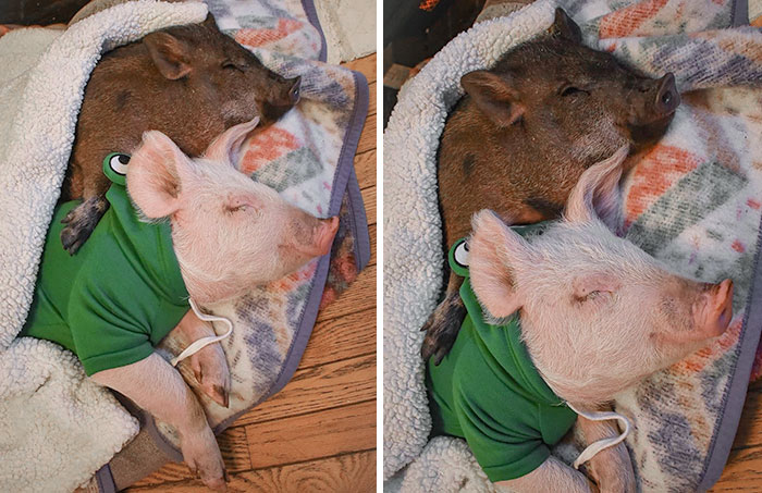 50 Times People Got Their Pet A Sibling And Documented How It Went 50 Times People Got Their Pet A Sibling And Documented How It Went