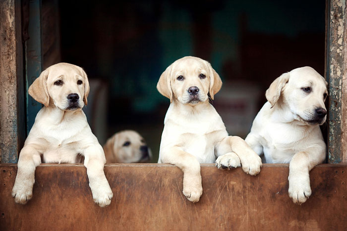 Top 200 Labrador Retriever Names for Your New Puppy