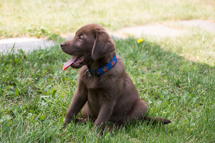 Top 200 Labrador Retriever Names for Your New Puppy