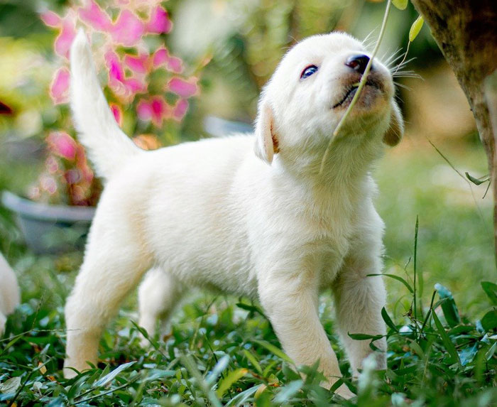 Top 200 Labrador Retriever Names for Your New Puppy