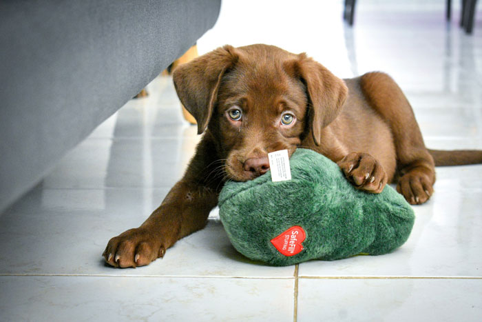 Top 200 Labrador Retriever Names for Your New Puppy