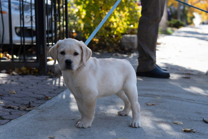 Top 200 Labrador Retriever Names for Your New Puppy