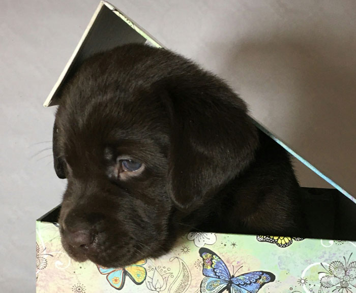 Top 200 Labrador Retriever Names for Your New Puppy