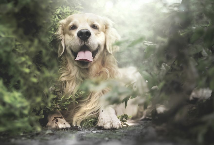 I Photographed An Expressive Golden Retriever
