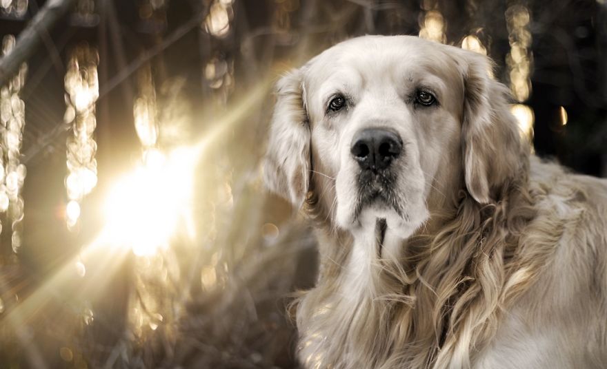I Photographed An Expressive Golden Retriever
