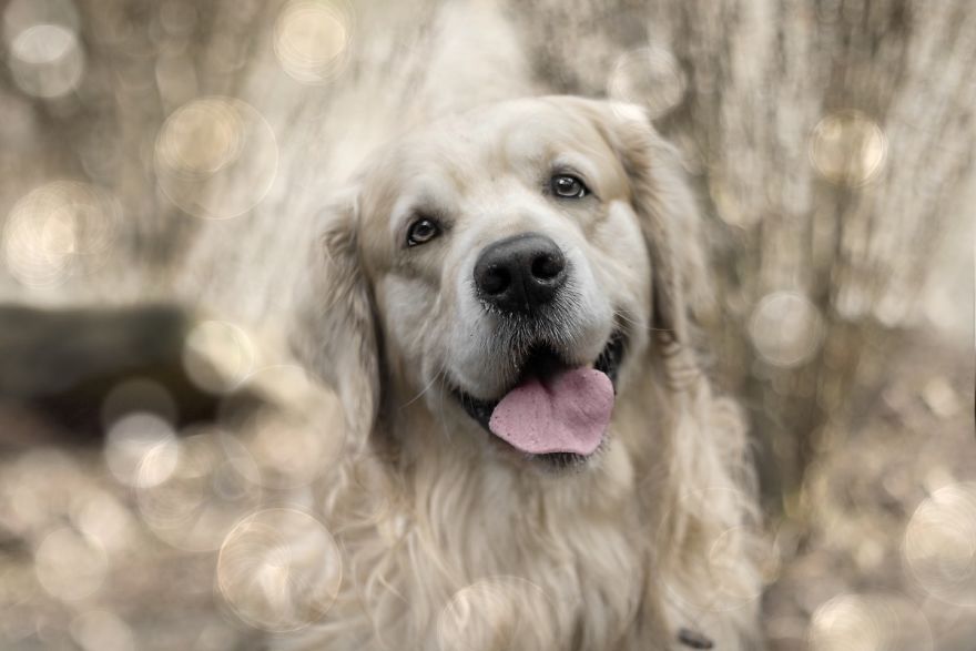 I Photographed An Expressive Golden Retriever