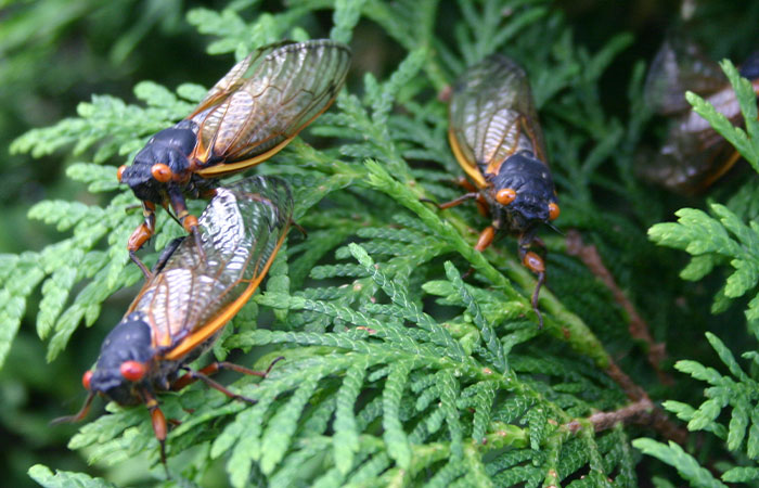 “Earplugs Will Be In Demand”: 2 Broods Of Cicada Will Emerge For The First Time In 221 Years “Earplugs Will Be In Demand”: 2 Broods Of Cicada Will Emerge For The First Time In 221 Years