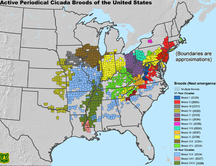 “Earplugs Will Be In Demand”: 2 Broods Of Cicada Will Emerge For The First Time In 221 Years “Earplugs Will Be In Demand”: 2 Broods Of Cicada Will Emerge For The First Time In 221 Years
