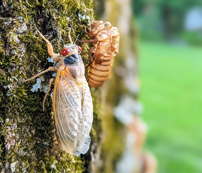“Earplugs Will Be In Demand”: 2 Broods Of Cicada Will Emerge For The First Time In 221 Years “Earplugs Will Be In Demand”: 2 Broods Of Cicada Will Emerge For The First Time In 221 Years